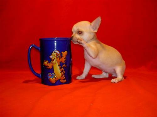 mini chihuahua