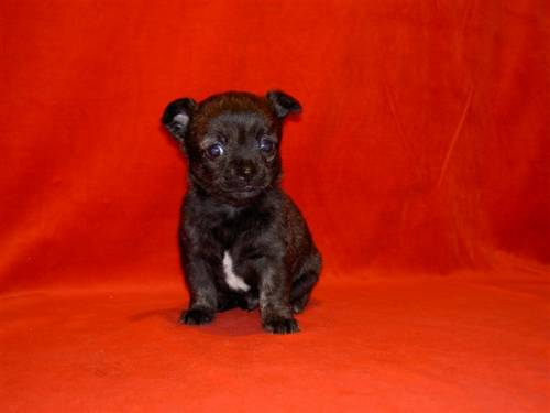 chihuahua welpen