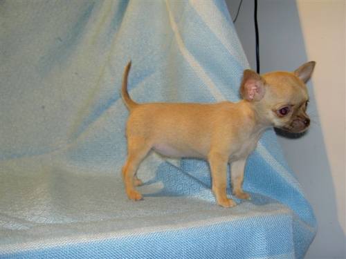 mini chihuahua