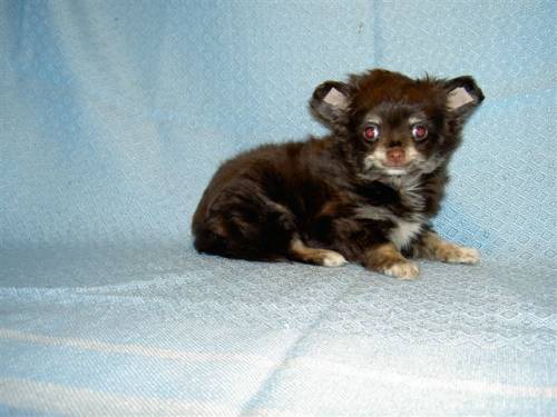 chihuahua welpen