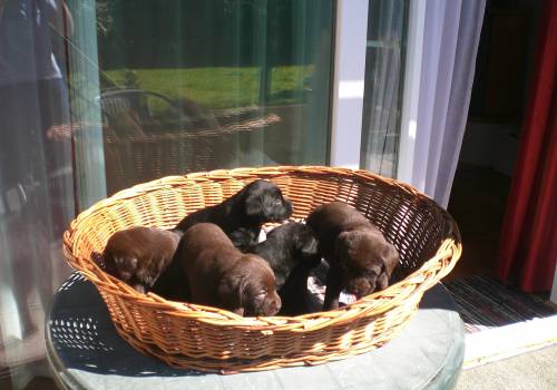 labradorbabys