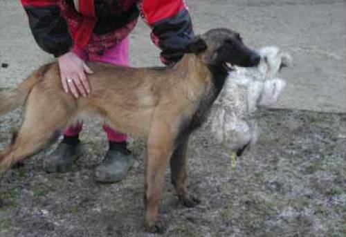  malinoish�ndinnen zuvergeben
