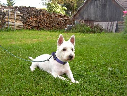 s�sser goliath