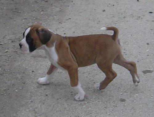 reinrassiger boxer welpe