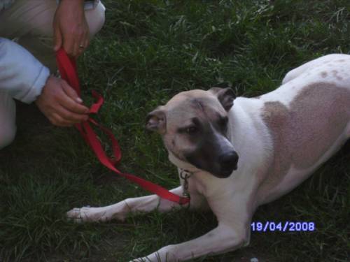 oskar sehr anh�nglicher schmusehund