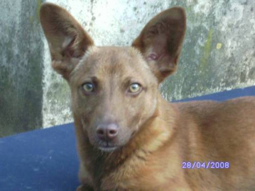 s��e kleine dackel mix h�ndin