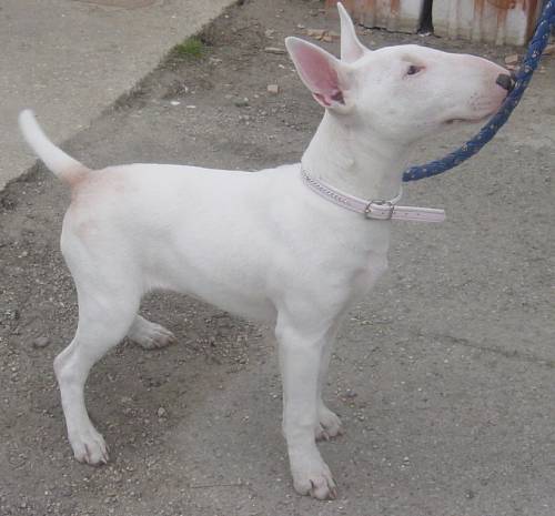reinrassige bullterrier h�ndin