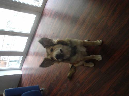 libevoller verschmuster hund