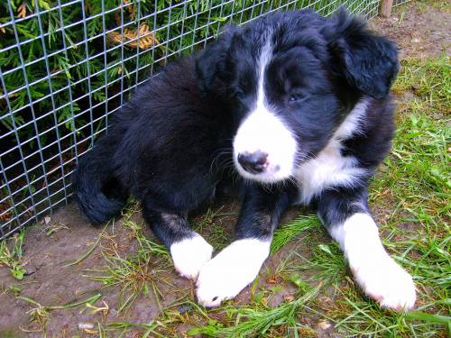 border collies