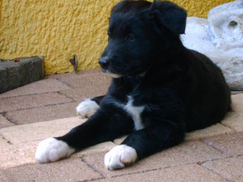 border collieweibchen