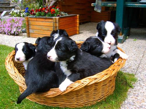border collie welpen
