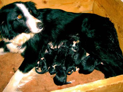 border collie