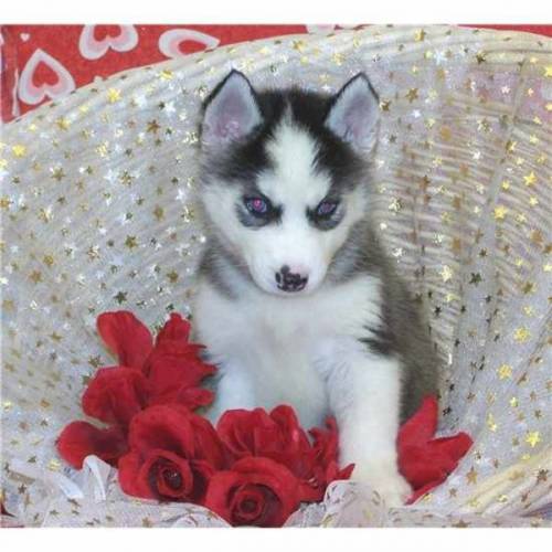 Hier Sind Gesund Blauen Augen Siberian Husky Welpen Fur X Ma
