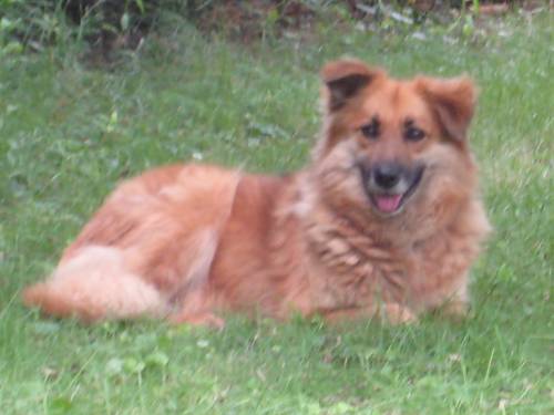 arme scheue h�ndin aus ungarn