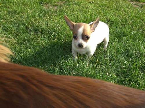 chihuahua welpen