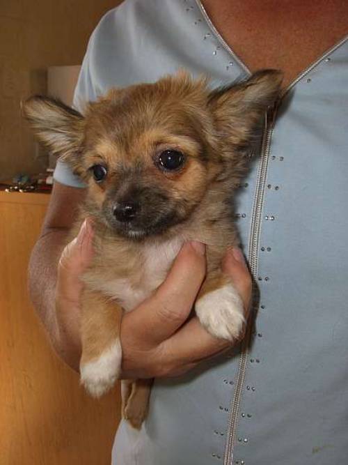 chihuahua