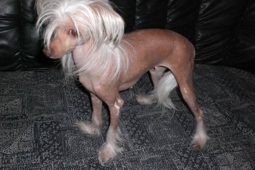 chinese crested h�ndin mit papieren