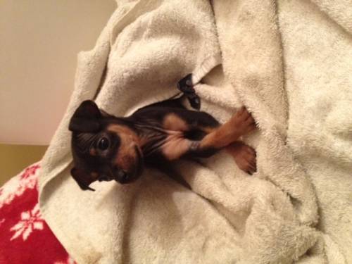  wochen alter zwergpinscher chihuahua mischling weibchen 