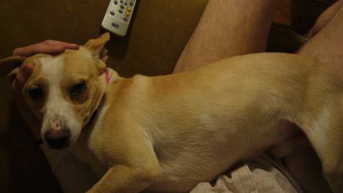 podenco mix