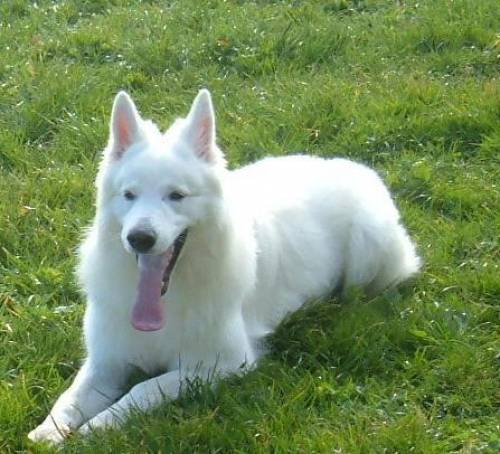 deckr�de weisser schweizer sch�ferhund f�r reinrassige damen