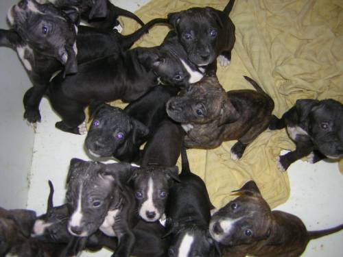 stafford shire m�nsterl�nder pit dogo welpen