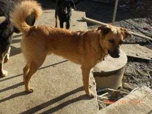 malinois mischling sucht zuhause
