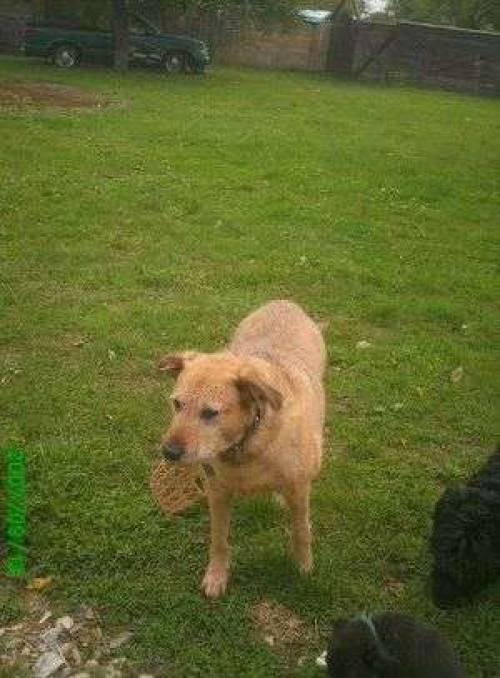 junior der senior sucht ein zuhause
