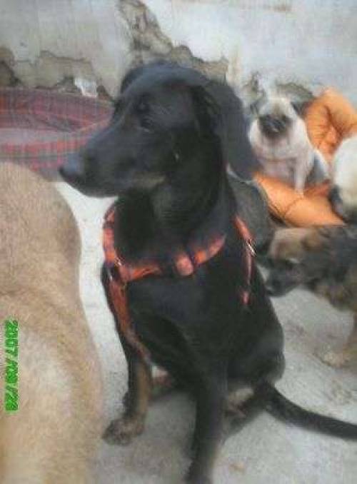 labradormischling h�ndin