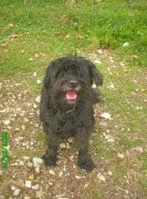 benji sucht zuhause