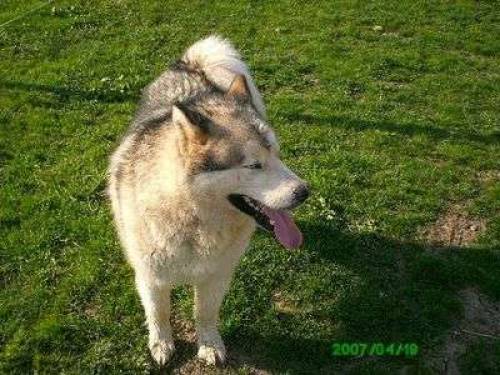 alaskan malamute reinrassig sucht zuhause
