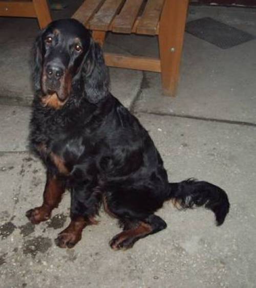 gordon setter