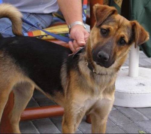 sch�fer pinscher mischlingshund angelina