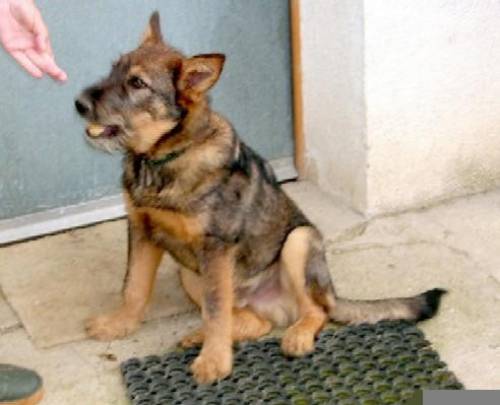 mischlingshund rudi