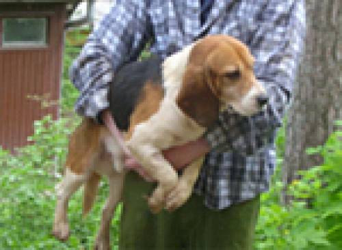 beagle r�de jahre jung
