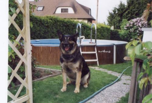 schferhund mischling jahre zu verschenken