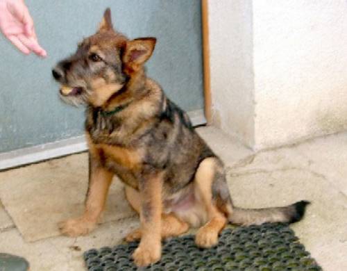 schnauzermischling