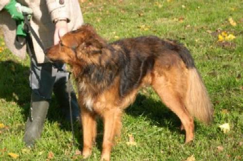 colli sch�fer mischling