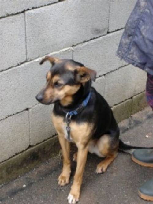 mischlingshund r�de