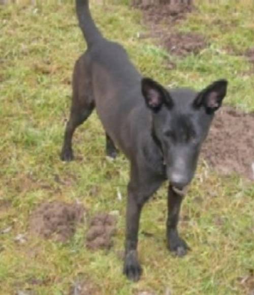 mittelgro�e h�ndin mischlingshund
