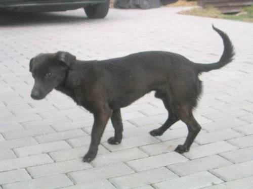 dackelmischling koki