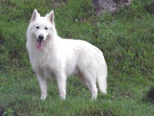 weißer schweizer schäferhund al basko v d weißen königin