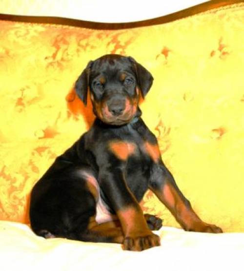 aldo van julano dobermann welpe