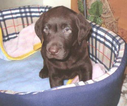 labrador retriever
