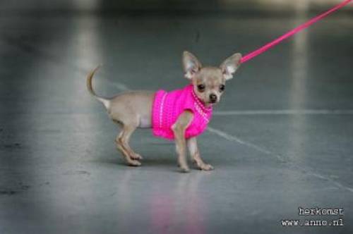 chihuahua langhaarig