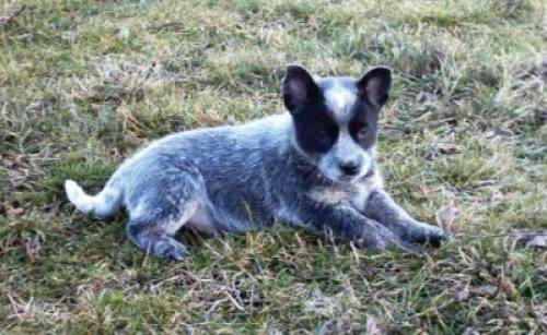 australian cattle dog australischer treibhund welpen