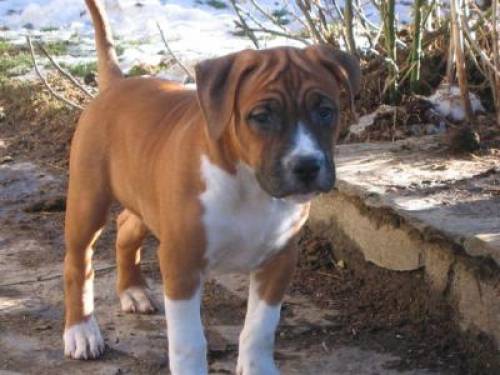 amerikanischer staffordshire pit bull terrier welpen