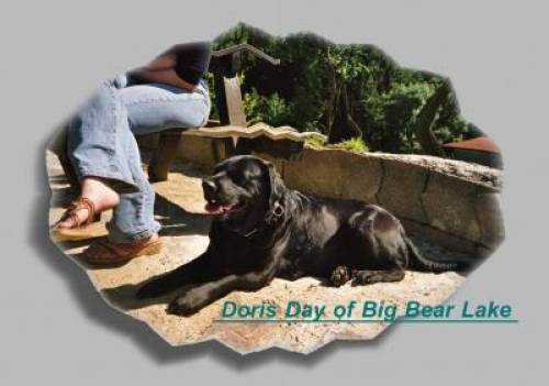 labrador retriever doris hndin