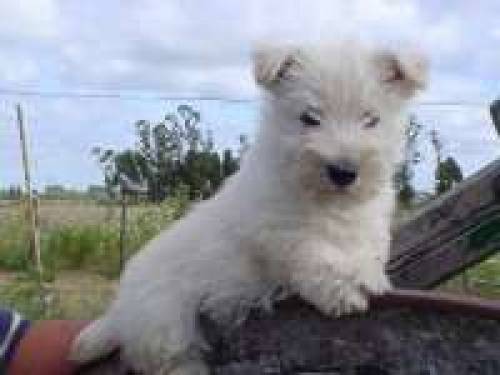 scotish terrier welpen