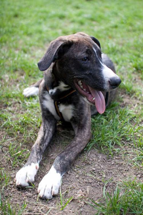 suche hundebesitzer mit hund aus maissau