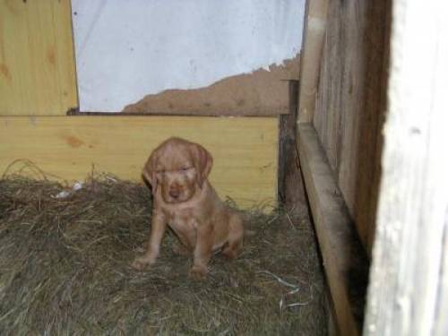 magyar vizsla rde